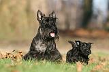 SCOTTISH TERRIER 036